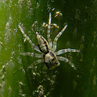 spider
