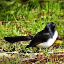 Willie Wagtail