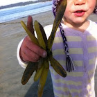 Kelp