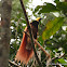 Raggiana Bird-of-paradise