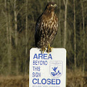 Harlan's Hawk