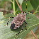 Common Gum Tree Shield Bug