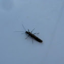 Winter Stonefly