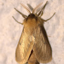 Golden swift