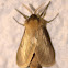 Golden swift