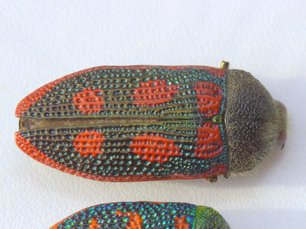 Red spotted jewel beetle | Project Noah