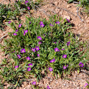 Desert Rock purselane