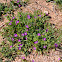 Desert Rock purselane