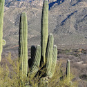 Saguaro cactus