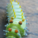 cecropia moth
