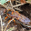 Eastern Cicada Killer