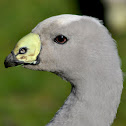 Cape Barren Goose