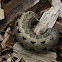 Cotton Cutworm