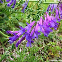 Cow Vetch