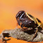 Rhene Rubrigera Jumping Spider