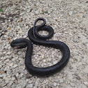 Southern black racer