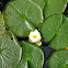 Fragrant Water Lily