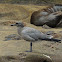 Lava gull