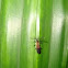 Unknown spotting