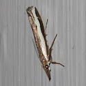 Orocrambus flexuosellus