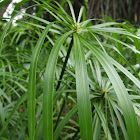 Umbrella papyrus / umbrella palm / umbrella sedge