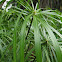 Umbrella papyrus / umbrella palm / umbrella sedge