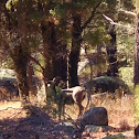 Mule deer