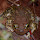 Herps (Reptiles & Amphibians) of Southern California