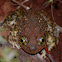 Western spadefoot