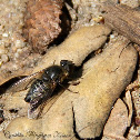 Bee Fly