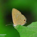 Dark Cerulean