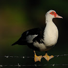 muscovy duck