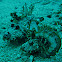 devil fish