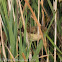 Reed Warbler; Carricero Común