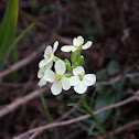 San Francisco wall flower