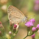 Lesser Grass Blue