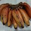 red banana