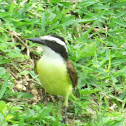 Great Kiskadee