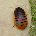 Table Mountain Cockroach