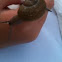Snail