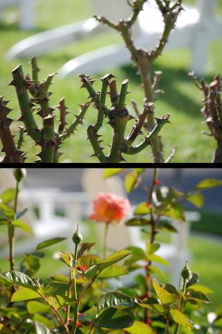 How To Prune Roses