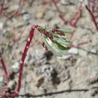 western harvester ant