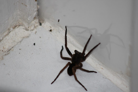 Spotting Image 1