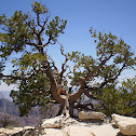 Rocky Mountain Bristlecone Pine