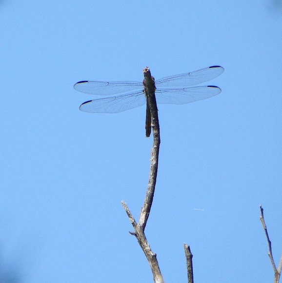 Spotting Image 1