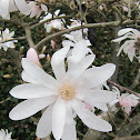 Star Magnolia