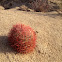California barrel cactus