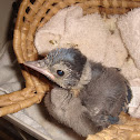 Blue Jay