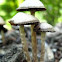 Psathyrella??