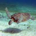 Green Sea Tourtle